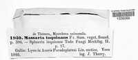 Massaria inquinans image